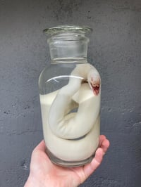 Image 2 of Albino Ball Python