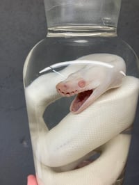 Image 4 of Albino Ball Python