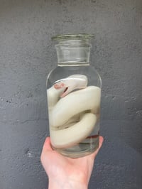 Image 5 of Albino Ball Python