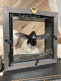 Image 3 of Beetle Frame