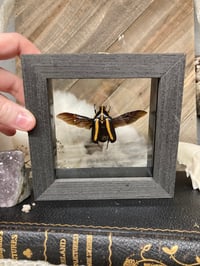 Image 1 of Beetle Frame