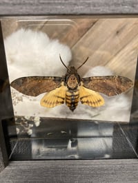 Image 2 of Death’s Head Hawkmoth 