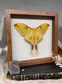 Image 1 of Comet Moth