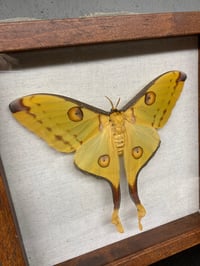 Image 2 of Comet Moth