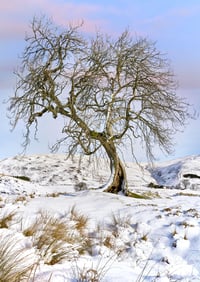 The Frandy Tree exclusive print 