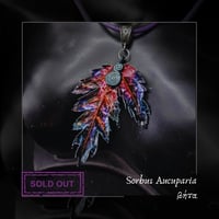 Image 4 of ☽ Sorbus Aucuparia ☾
