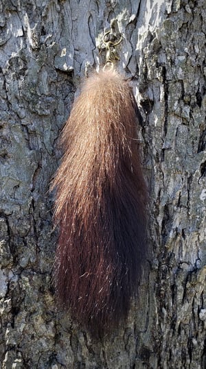 Image of Wolverine Tail 