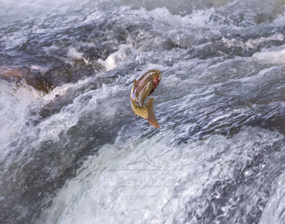 Image of Yellowstone Cutthroat