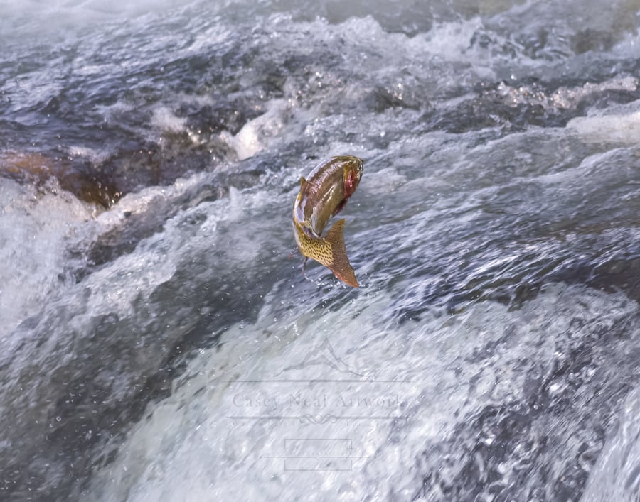 Image of Yellowstone Cutthroat