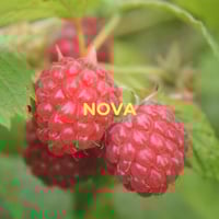 Framboisier d'été à fruits rouges - Nova