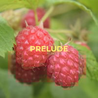 Framboisier d'été à fruits rouges - Prelude