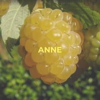 Framboisier à fruits jaunes - Anne