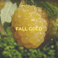 Framboisier à fruits oranges - Fall Gold