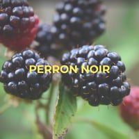 Mûrier vigne Perron Noir