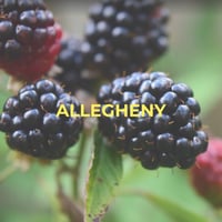 Mûrier droit Allegheny