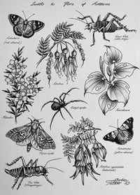 A3 Aotearoa Insects and Flora print