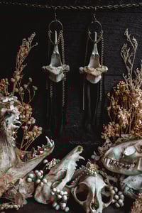 Image 3 of Deer vertebra 