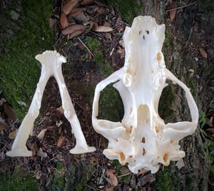 Image of Black Bear Skull