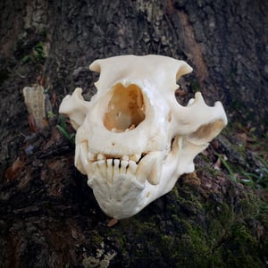 Image of Black Bear Skull