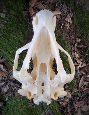 Image of Black Bear Skull