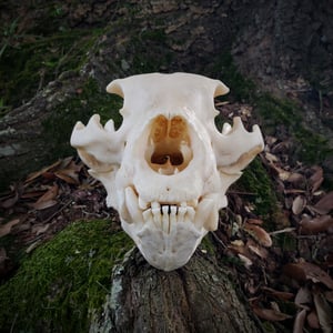 Image of Black Bear Skull