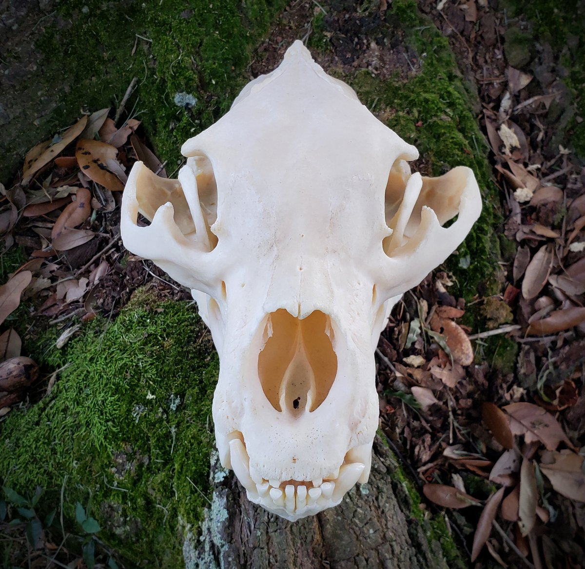 Image of Black Bear Skull