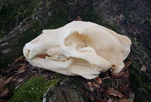 Image of Black Bear Skull