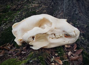 Image of Black Bear Skull