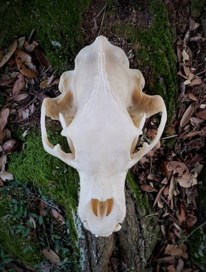 Image of Black Bear Skull