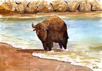 Image 1 of Sea Bison 