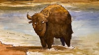 Image 3 of Sea Bison 