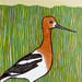 Image of AMERICAN AVOCET ART PRINT