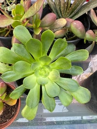 Aeonium tree 