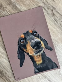 Dachshund Fine Art Print