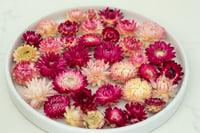 Image 1 of 60 Strawflower Heads - Pink