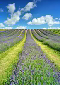 Lavender Fields exclusive print