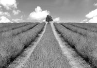 Solitary Grace in Lavender exclusive print (monochrome)