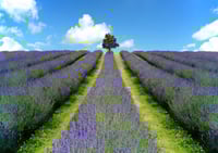 Solitary Grace in Lavender exclusive print