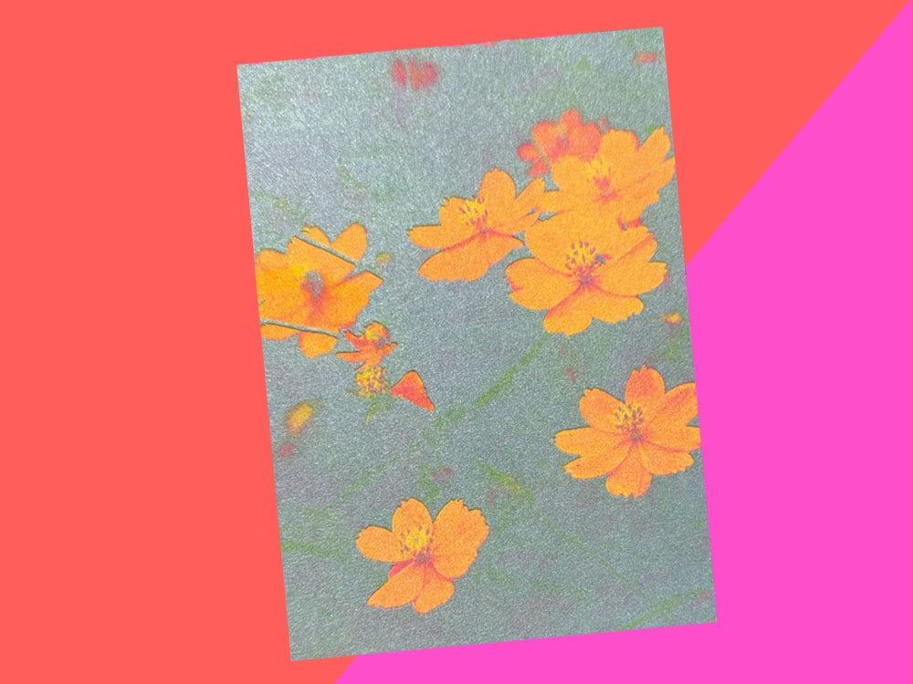 Image of POSTKARTE Cosmea