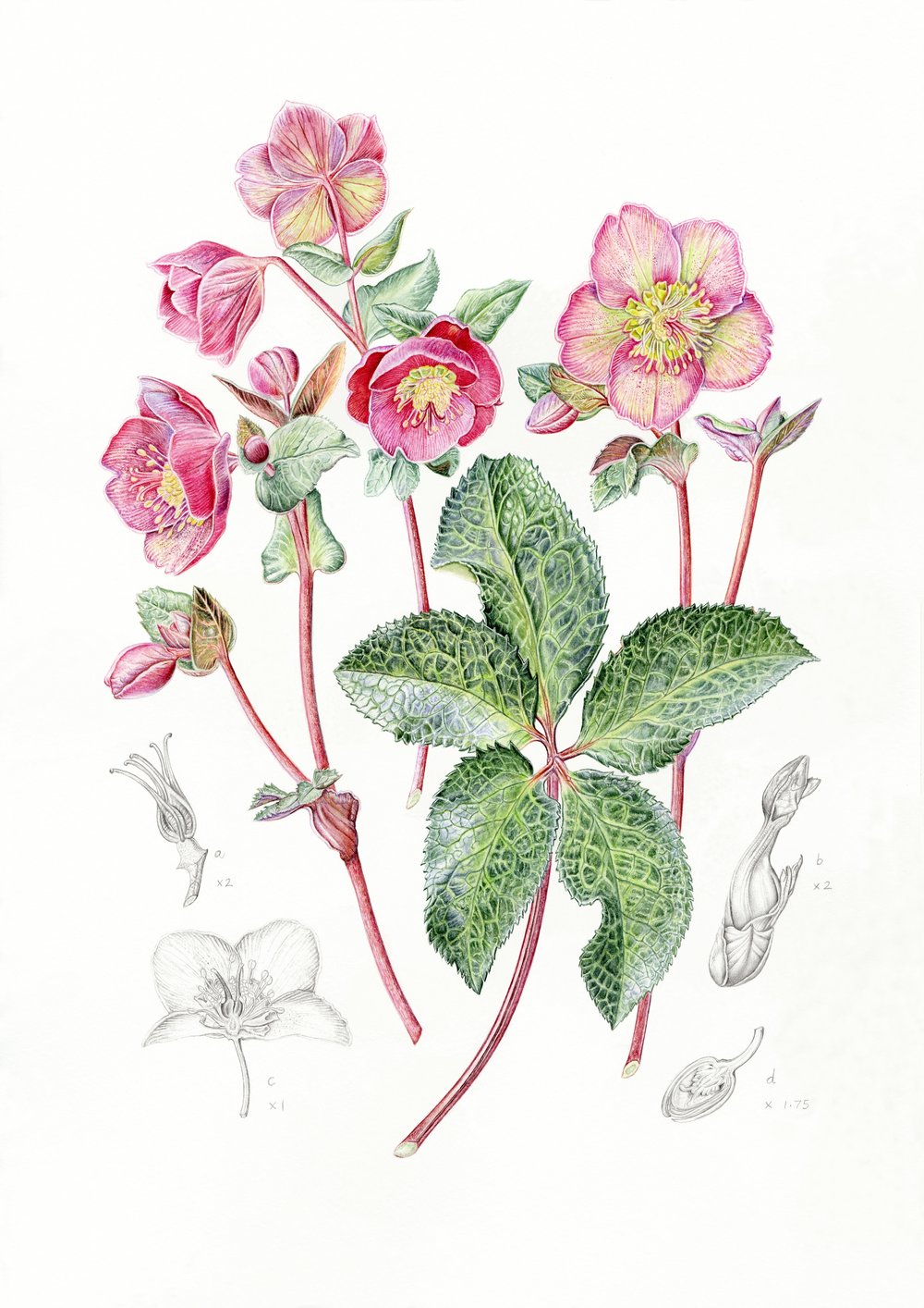 Image of Botanical Cards x 4