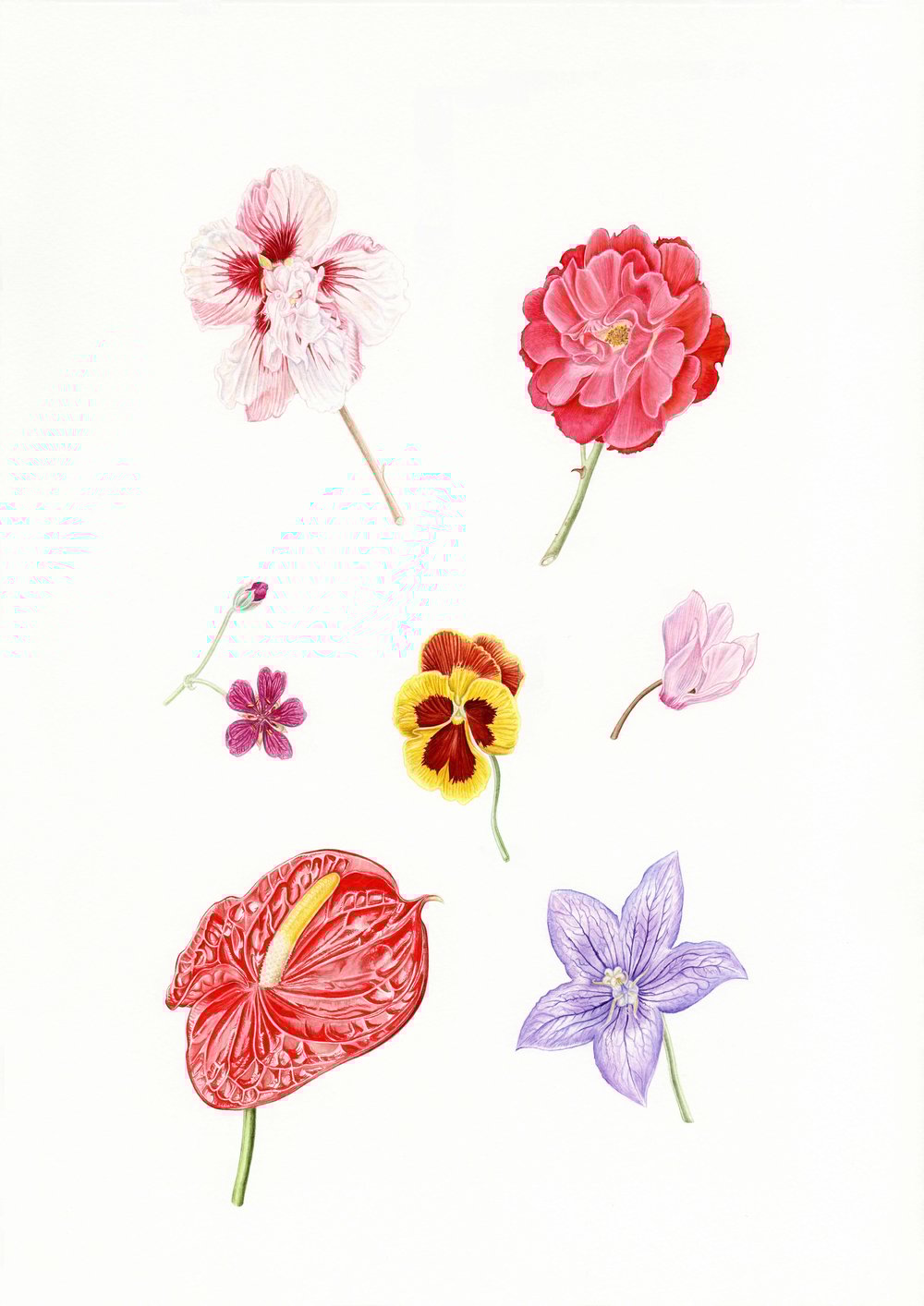 Image of Botanical Cards x 4
