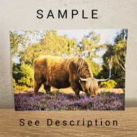 SAMPLE 7x5 Highland cow in the heather print 