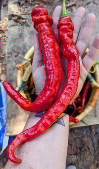 Image 2 of Freeze Dried Cayenne Pepper Powder
