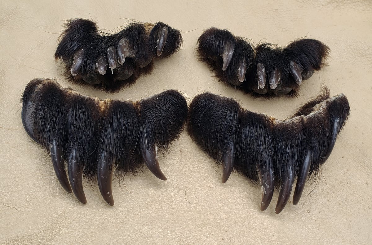 Image of Full Set of Black Bear Claws