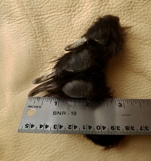 Image of Full Set of Black Bear Claws