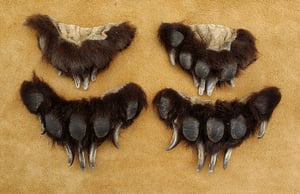 Image of Full Set of Black Bear Claws