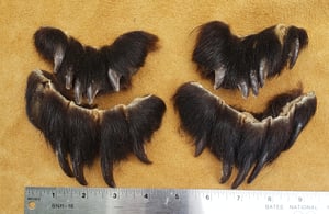 Image of Full Set of Black Bear Claws