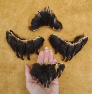 Image of Full Set of Black Bear Claws