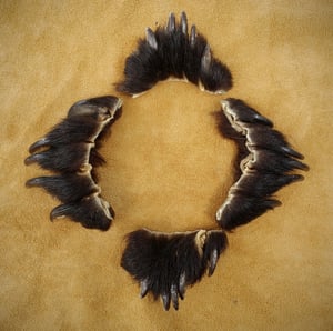 Image of Full Set of Black Bear Claws