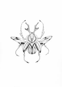 Image 1 of Besouro Voador